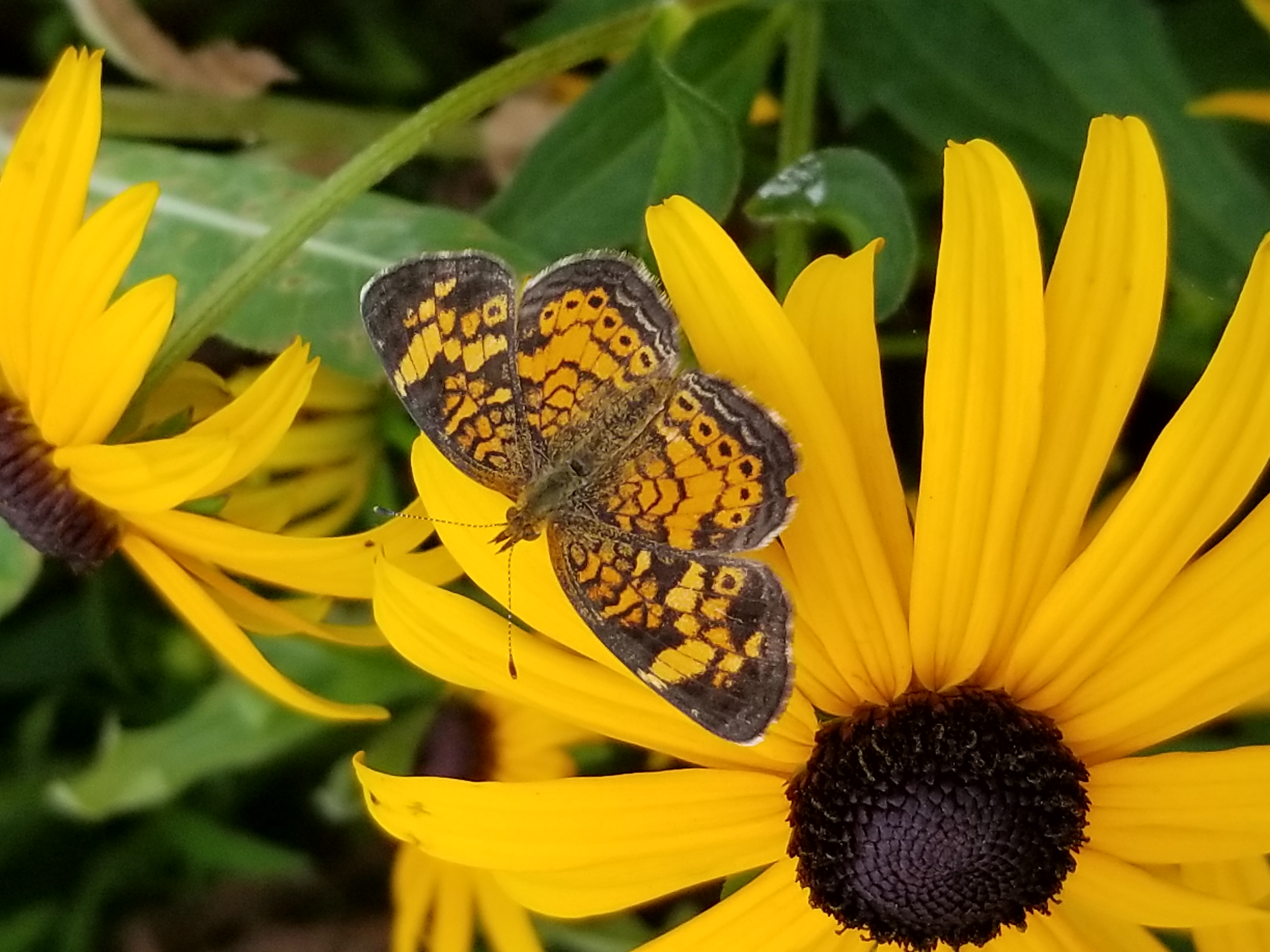 Photinia butterfly on Coneflower