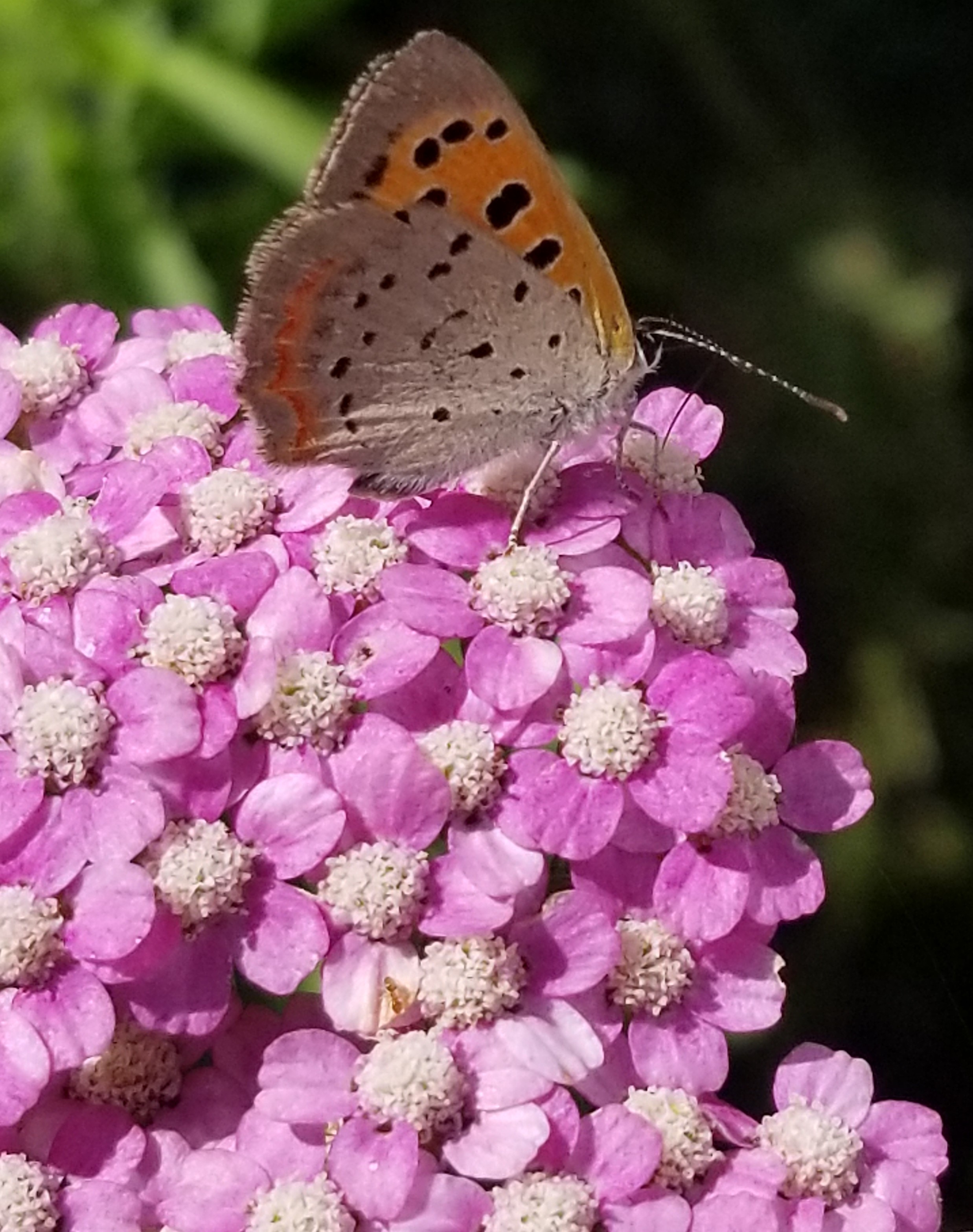 Celastrina butterfly on Yarrow