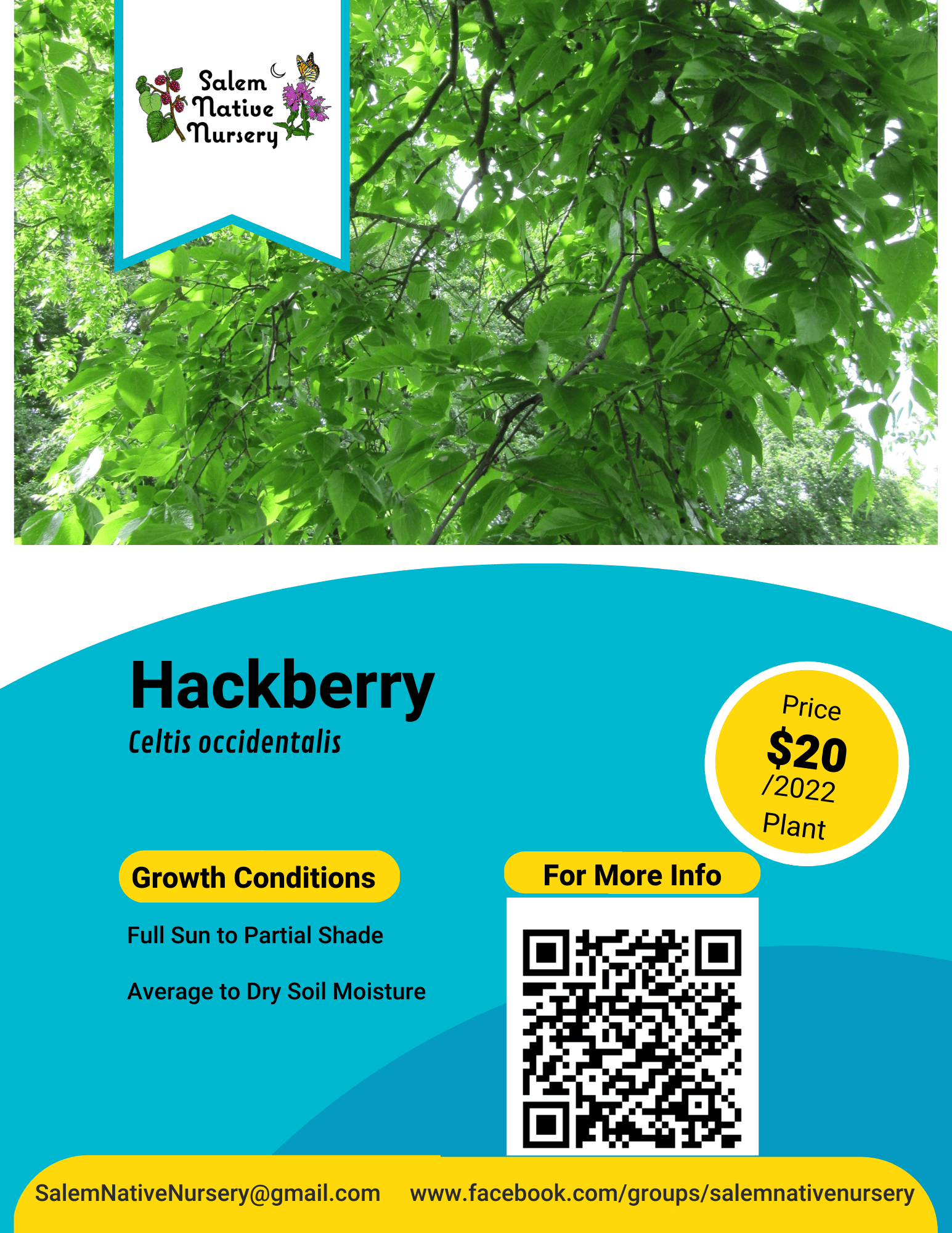 Hackberry