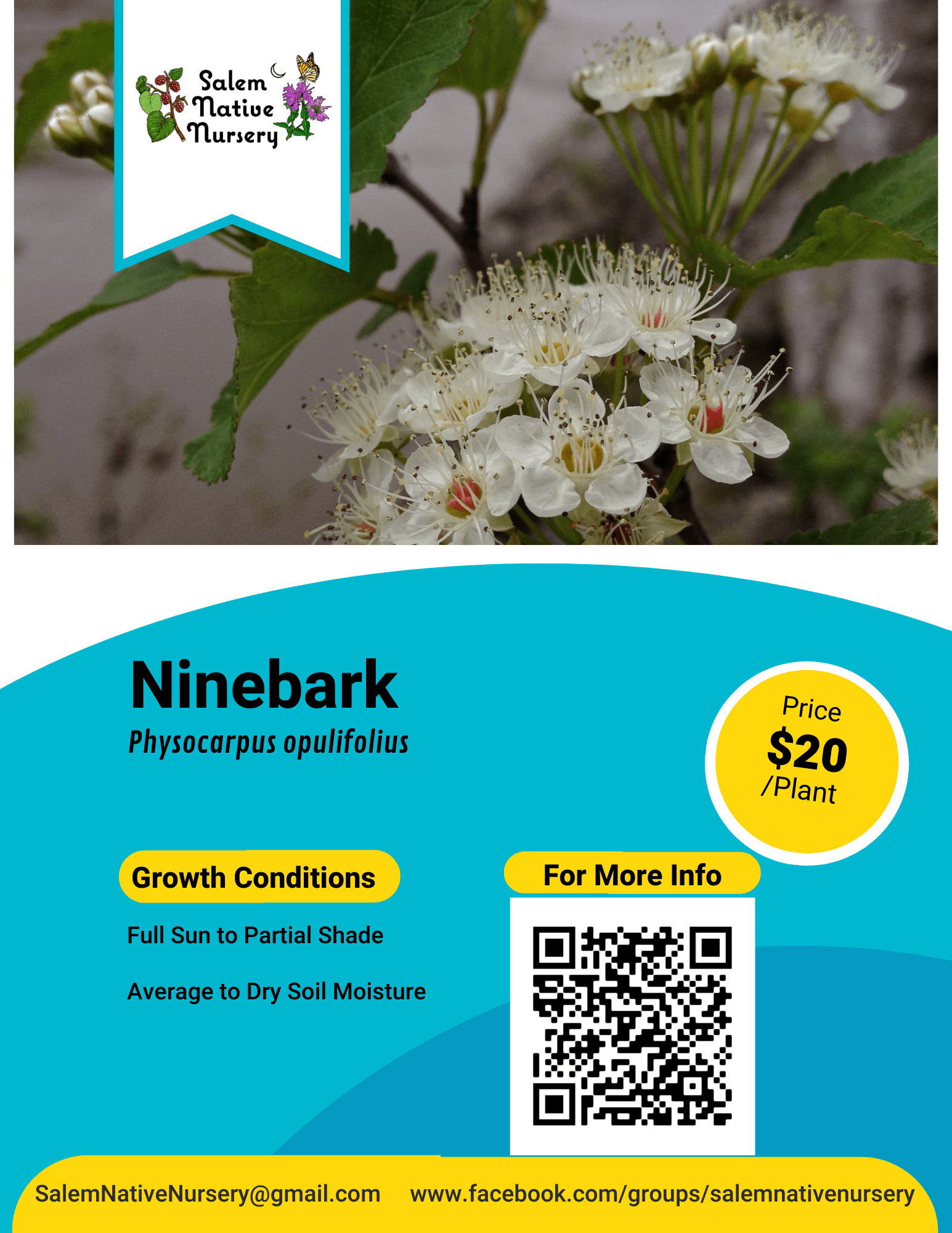 Ninebark